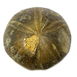 clypeus angustiporus