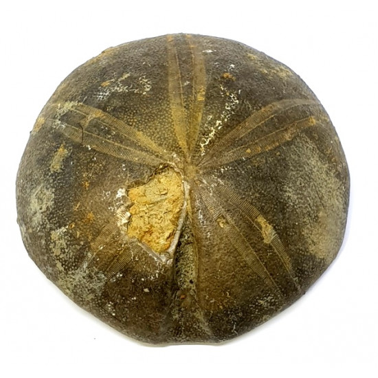clypeus angustiporus clypeus angustiporus
