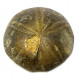 clypeus angustiporus clypeus angustiporus