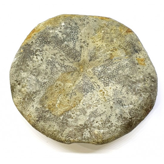 clypeus angustiporus clypeus angustiporus