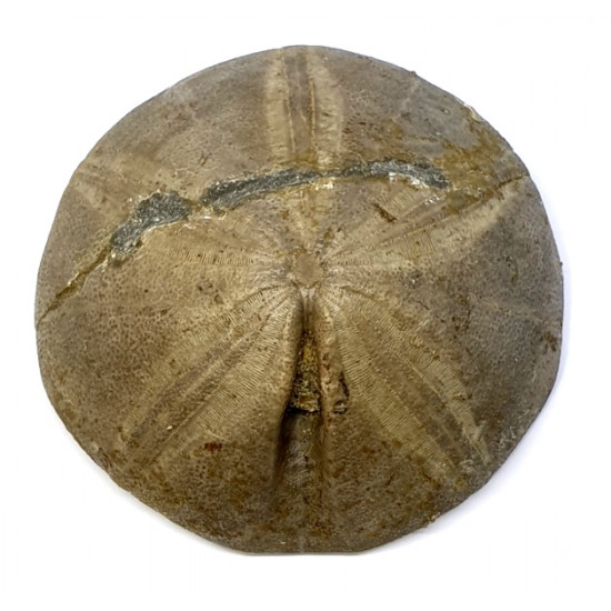 clypeus angustiporus clypeus angustiporus