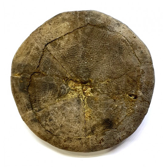 clypeus angustiporus clypeus angustiporus