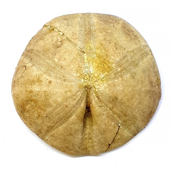 clypeus angustiporus clypeus angustiporus