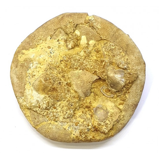 clypeus angustiporus clypeus angustiporus