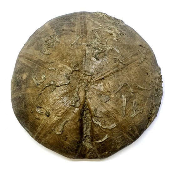 clypeus angustiporus