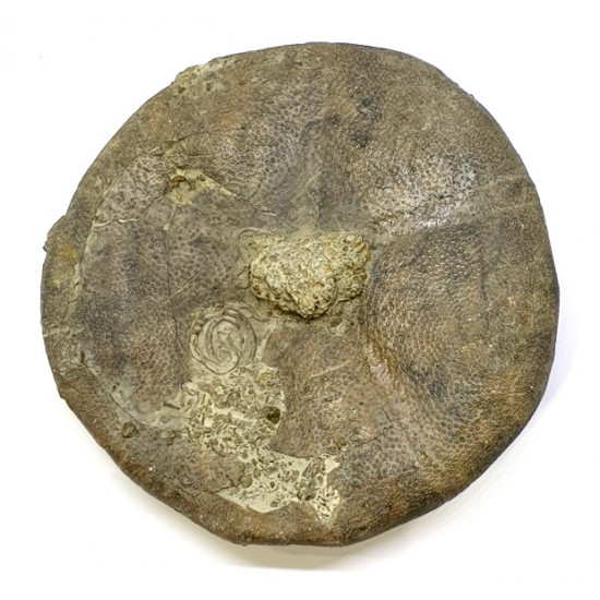 clypeus angustiporus