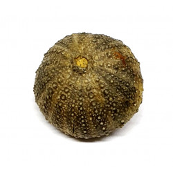 psephechinus sp