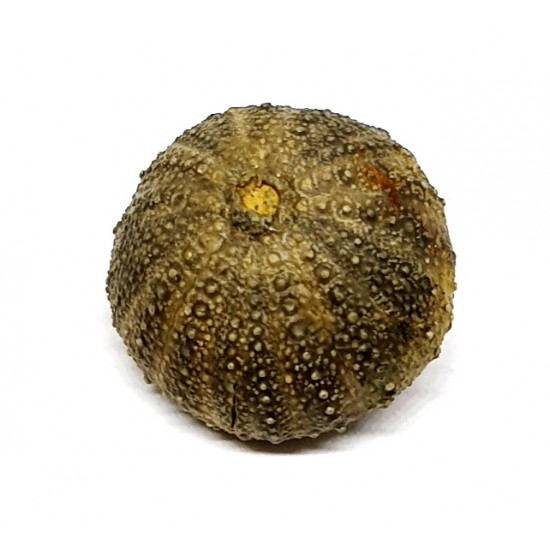 psephechinus sp