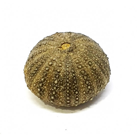 psephechinus sp