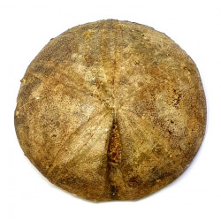 clypeus angustiporus