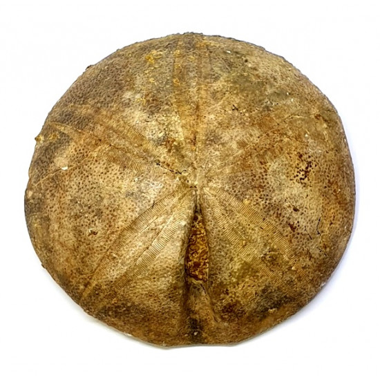 clypeus angustiporus