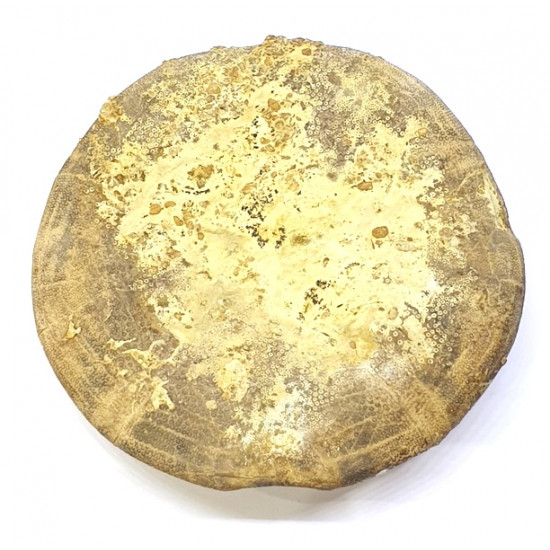 clypeus angustiporus