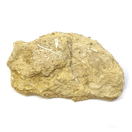 Polydiadema sp
