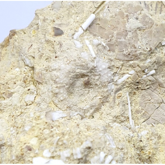 Polydiadema sp