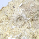 Polydiadema sp