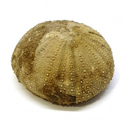 Stomechinus perlatus