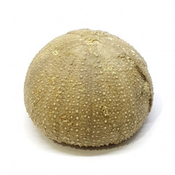 Stomechinus bigranularis