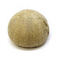 Stomechinus bigranularis