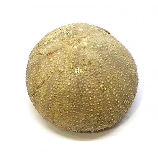 Stomechinus bigranularis