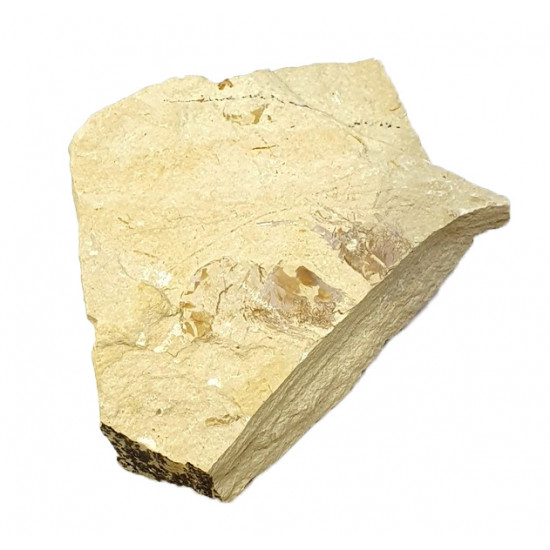 carpopenaeus callirostris