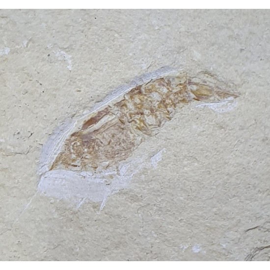 carpopenaeus callirostris