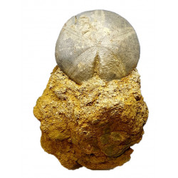 clypeus angustiporus