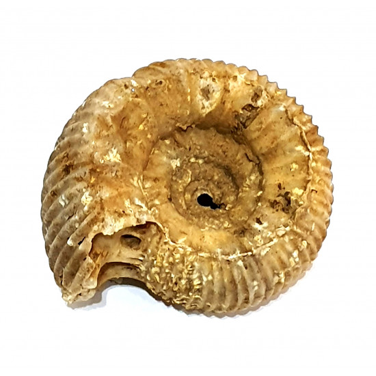 teloceras blagdeni