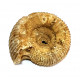 teloceras blagdeni