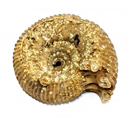 teloceras blagdeni