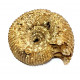 teloceras blagdeni