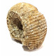 teloceras blagdeni