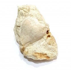 claviaster lybicus