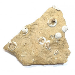 acropeltis atlantica et goniopygus sp.