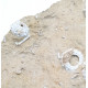 acropeltis atlantica et goniopygus sp.