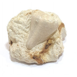 claviaster lybicus