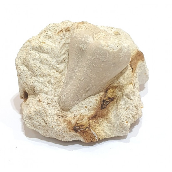 claviaster lybicus