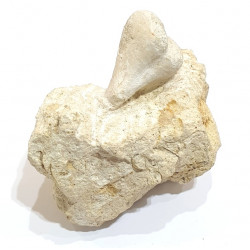 claviaster lybicus