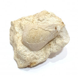 claviaster lybicus