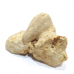 claviaster lybicus