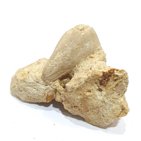 claviaster lybicus
