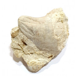 claviaster lybicus