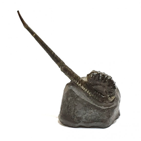 protanisoceras alternotuberculatum