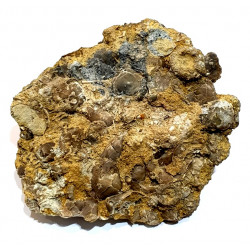 acrosalenia hemicidaroïdes