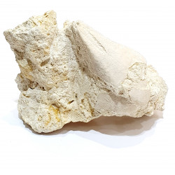 claviaster lybicus
