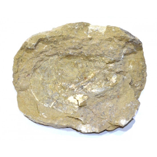 mecochirus magnus 