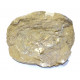 mecochirus magnus 