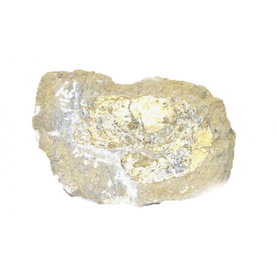 mecochirus magnus 