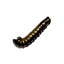 protanisoceras alternotuberculatum