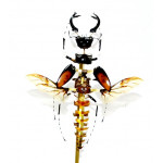 hexarthrius parryi paradoxus