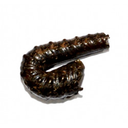 protanisoceras alternotuberculatum